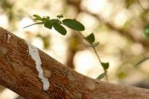 balm of Gilead tree (2)