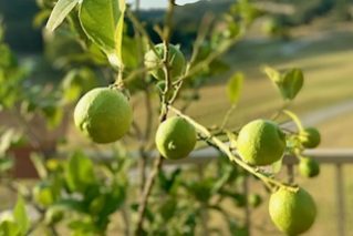 Homegrown lemons closeup